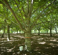 Sassafras Nuts - Accommodation Redcliffe