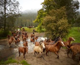 Glenworth Valley Horse Riding - Accommodation Redcliffe 0
