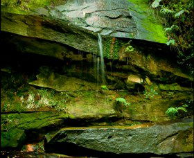 Strickland State Forest - Accommodation Redcliffe 0