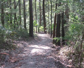 Strickland State Forest - Accommodation Redcliffe 2