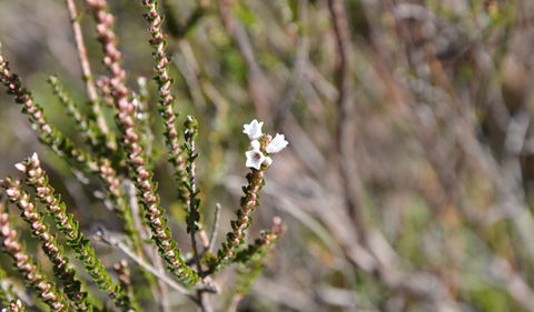 Cambewarra Range Nature Reserve - Accommodation Redcliffe 2