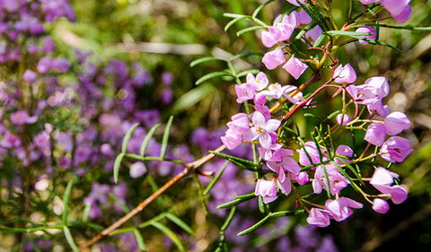 Barren Grounds Nature Reserve - Accommodation Redcliffe 2