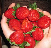 The Strawberry Farm - Accommodation Redcliffe