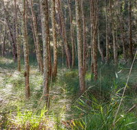 Anabranch loop track