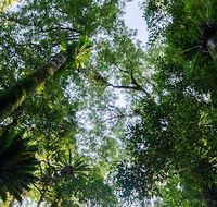 Botanic walk - Accommodation Redcliffe