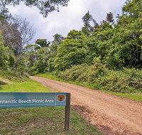 Antarctic Beech picnic area - Accommodation Redcliffe