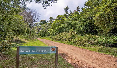 Antarctic Beech Picnic Area - Accommodation Redcliffe 0