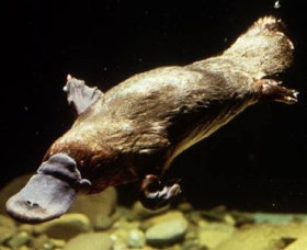 Platypus Pool - Accommodation Redcliffe 0
