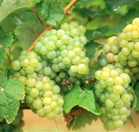 Red Tail Wines - Accommodation Redcliffe