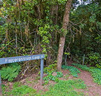 Falcorostrum loop walking track - Accommodation Redcliffe
