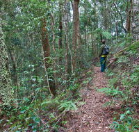 Blackbutt walking track - Accommodation Redcliffe