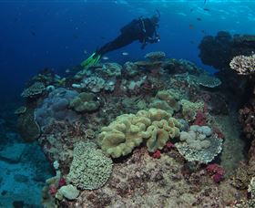 Flinders Reef Dive Site - Accommodation Redcliffe 2