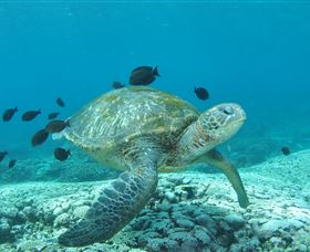 Flinders Reef Dive Site - Accommodation Redcliffe 0