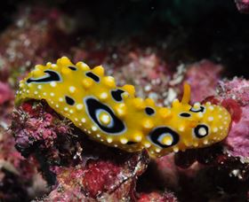 Flinders Reef Dive Site - Accommodation Redcliffe 1