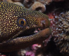 Flinders Reef Dive Site - Accommodation Redcliffe 3