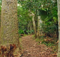 Depot Beach Rainforest walk - Accommodation Redcliffe