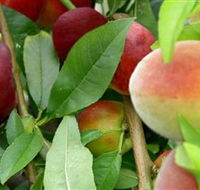 Fruit Salad Tree Company - Accommodation Redcliffe