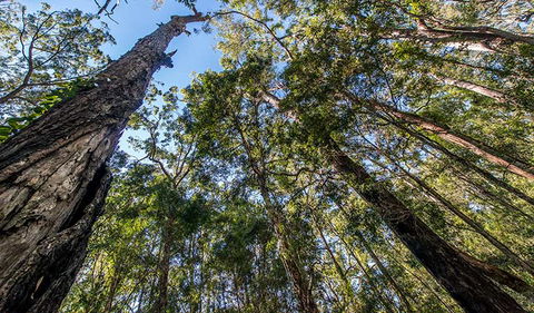 Brimbin Nature Reserve - Accommodation Redcliffe 3