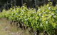 Barton Jones Wines - thumb 2