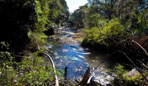 Rainforest Walk - Accommodation Redcliffe 2