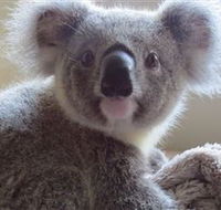 Koala Care Centre in Lismore - Accommodation Redcliffe