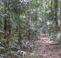Big Scrub loop walking track - Accommodation Redcliffe