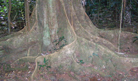 Big Scrub Loop Walking Track - Accommodation Redcliffe 1