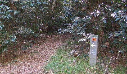 Big Scrub Loop Walking Track - Accommodation Redcliffe 2
