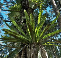 Whian Whian State Conservation Area - Accommodation Redcliffe