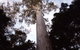 Orara East State Forest - thumb 3