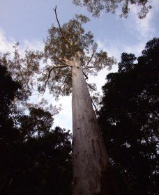 Orara East State Forest - Accommodation Redcliffe 3