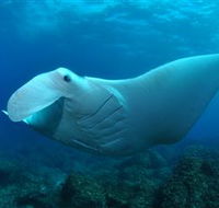 Manta Bommie Dive Site - Accommodation Redcliffe