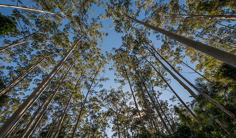 Queens Lake Nature Reserve - Accommodation Redcliffe 2