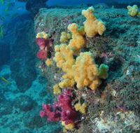 Shag Rock Dive Site - Accommodation Redcliffe