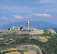 Montague Island Nature Reserve - Accommodation Redcliffe