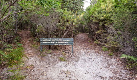 Angophora Grove Walking Track - Accommodation Redcliffe 0