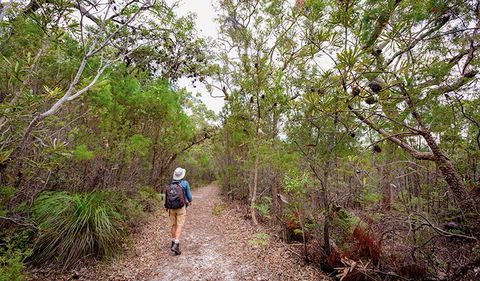 Angophora Grove Walking Track - Accommodation Redcliffe 1