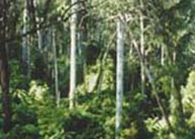 Tonghi Creek VIC Accommodation Redcliffe