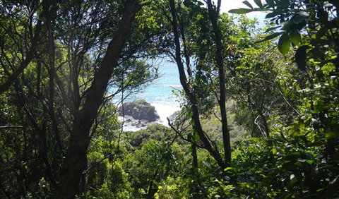 Rainforest Walking Track - Accommodation Redcliffe 0