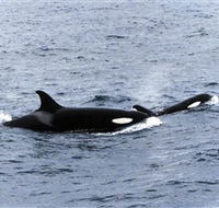 Killer Whale Trail - Accommodation Redcliffe