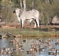 Natural Encounters Trail - Accommodation Redcliffe