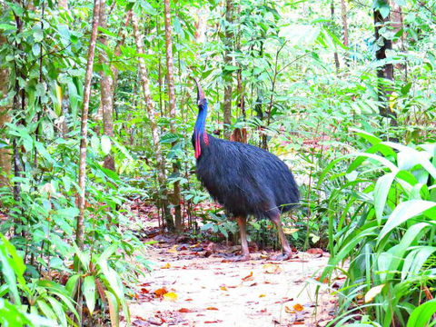 Daintree Safaris - Accommodation Redcliffe 0