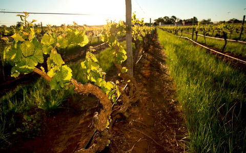 Kaesler Old Vine Vineyard Tour - Accommodation Redcliffe 0