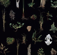 Weswal Gallery - Accommodation Redcliffe