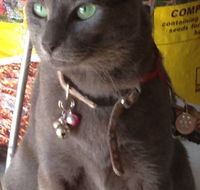 Pets and Saddles - Accommodation Redcliffe