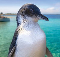 Full-Day Penguin Island  Fremantle Town - Accommodation Redcliffe