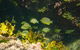Margaret River Coastal And Wildlife Eco Trip From Busselton Or Dunsborough - thumb 4