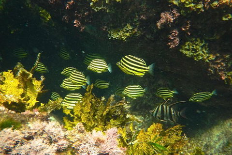 Margaret River Coastal And Wildlife Eco Trip From Busselton Or Dunsborough - Accommodation Redcliffe 4