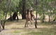 Margaret River Coastal And Wildlife Eco Trip From Busselton Or Dunsborough - thumb 14