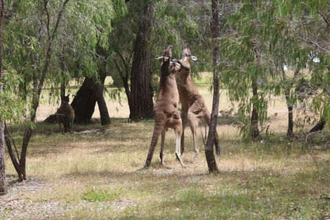 Margaret River Coastal And Wildlife Eco Trip From Busselton Or Dunsborough - Accommodation Redcliffe 14